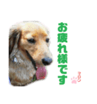 愛犬マロンのスタンプ①（個別スタンプ：16）