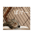 ちゃすくん（個別スタンプ：12）