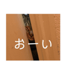 ちゃすくん（個別スタンプ：23）