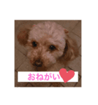 柴犬とトイプードルのスタンプ（個別スタンプ：1）