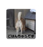 柴犬とトイプードルのスタンプ（個別スタンプ：2）