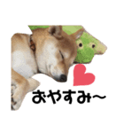 柴犬とトイプードルのスタンプ（個別スタンプ：3）