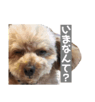 柴犬とトイプードルのスタンプ（個別スタンプ：4）