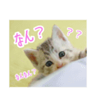 表情豊かなうちの猫スタンプ（個別スタンプ：3）