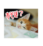 表情豊かなうちの猫スタンプ（個別スタンプ：4）