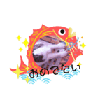お茶目なkokkochan(3)七五三編（個別スタンプ：6）