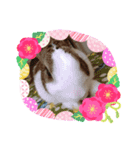 お茶目なkokkochan(3)七五三編（個別スタンプ：8）