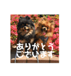 ポメラニアンの太助・太愛2（個別スタンプ：2）