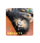 ポメラニアンの太助・太愛2（個別スタンプ：6）