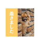 ポメラニアンの太助・太愛2（個別スタンプ：7）