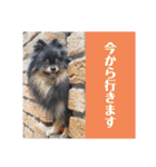 ポメラニアンの太助・太愛2（個別スタンプ：8）