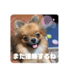 ポメラニアンの太助・太愛2（個別スタンプ：9）
