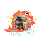 ポメラニアンの太助・太愛2（個別スタンプ：24）