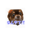 ちょこたんねるスタンプ第1段（個別スタンプ：2）