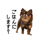 ちょこたんねるスタンプ第1段（個別スタンプ：3）