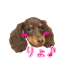 ちょこたんねるスタンプ第1段（個別スタンプ：6）