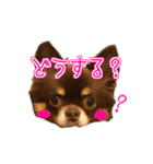 ちょこたんねるスタンプ第1段（個別スタンプ：9）