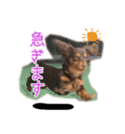 ちょこたんねるスタンプ第1段（個別スタンプ：10）
