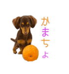 ちょこたんねるスタンプ第1段（個別スタンプ：11）