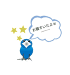 青い鳥キチ カスタムスタンプ（個別スタンプ：6）