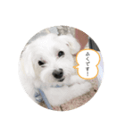 マルチーズのふくちゃんです！（個別スタンプ：1）