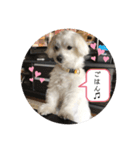 マルチーズのふくちゃんです！（個別スタンプ：4）