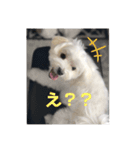 マルチーズのふくちゃんです！（個別スタンプ：5）