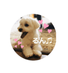 マルチーズのふくちゃんです！（個別スタンプ：8）