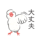 Jiu-Jiu Bird のあいさつ（個別スタンプ：7）