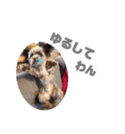 犬のジル（個別スタンプ：3）