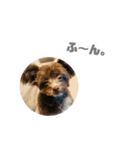 犬のジル（個別スタンプ：6）