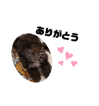 犬のジル（個別スタンプ：7）