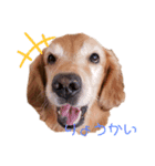 aiken③（個別スタンプ：3）