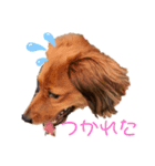 aiken③（個別スタンプ：4）