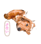 aiken③（個別スタンプ：8）
