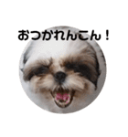 我が家のもじゃ（個別スタンプ：9）