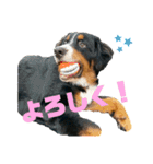 バーニーズマウンテンドッグ◎（個別スタンプ：9）
