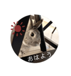 ちいさな灰色うさぎ（個別スタンプ：1）