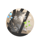 ちいさな灰色うさぎ（個別スタンプ：2）