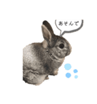 ちいさな灰色うさぎ（個別スタンプ：4）