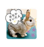 ちいさな灰色うさぎ（個別スタンプ：5）