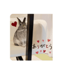 ちいさな灰色うさぎ（個別スタンプ：8）