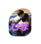 えいた＆みなと時々チワワ（個別スタンプ：16）
