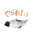 白山家の猫達1（個別スタンプ：2）