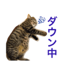 白山家の猫達1（個別スタンプ：6）