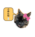 白山家の猫達1（個別スタンプ：7）