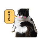 白山家の猫達1（個別スタンプ：8）