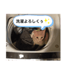 白山家の猫達1（個別スタンプ：9）