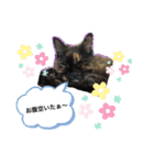 白山家の猫達1（個別スタンプ：10）