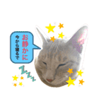 白山家の猫達1（個別スタンプ：11）